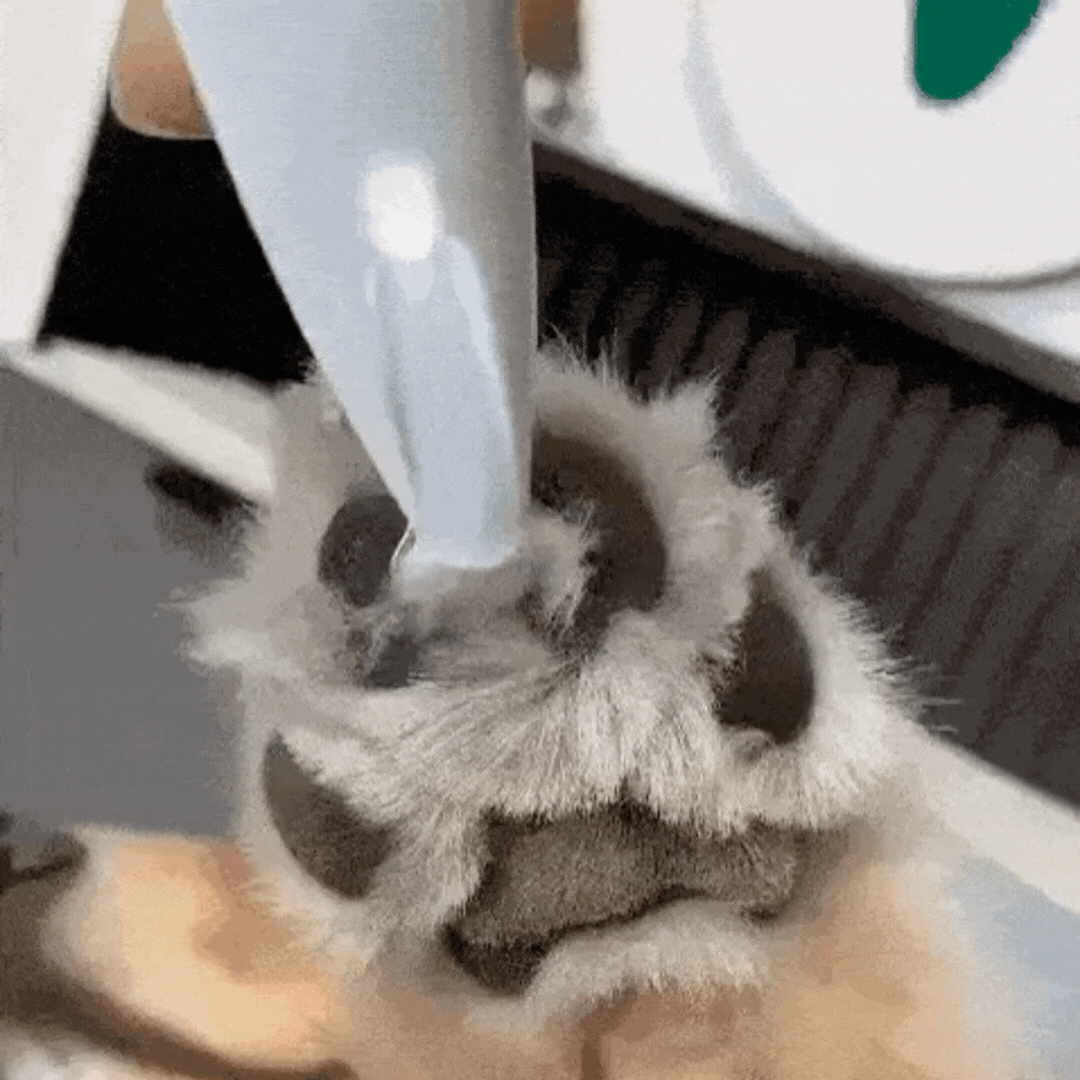 PawClean™ – Tondeuse & Nettoyeur de Pattes 2-en-1